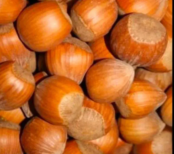 Bio letošní lískové oříšky 2026