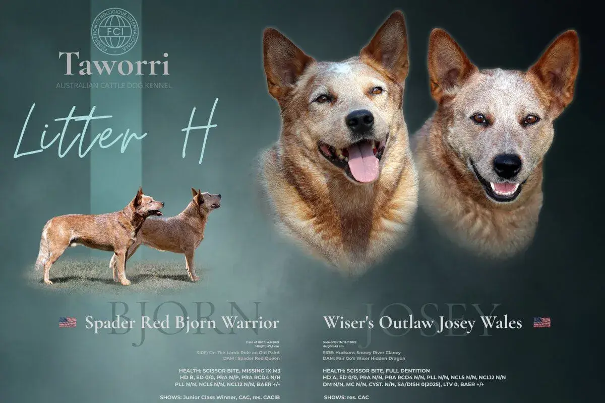 Australský honácký pes ACD, štěňata s PP