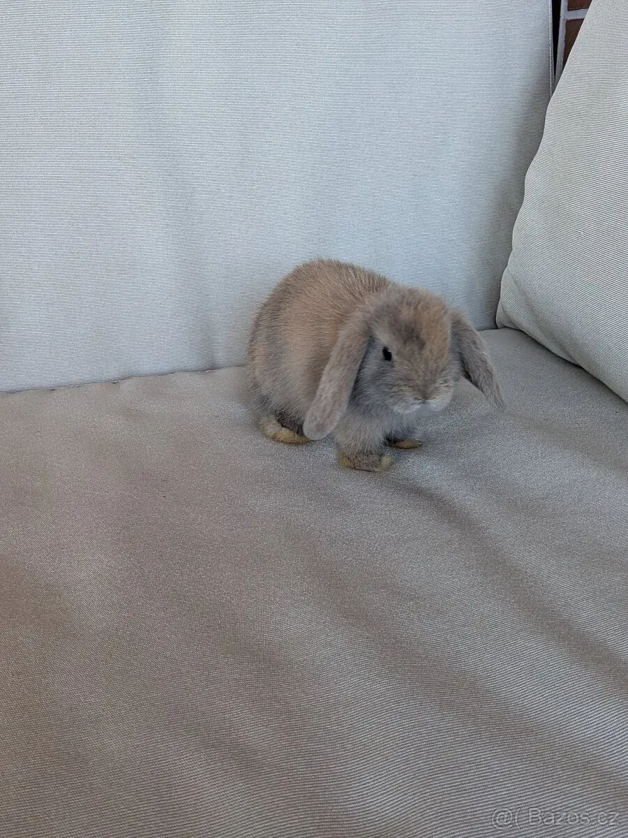 Minilop Lola