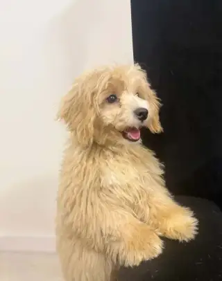 4,5měsíční štěně maltipoo