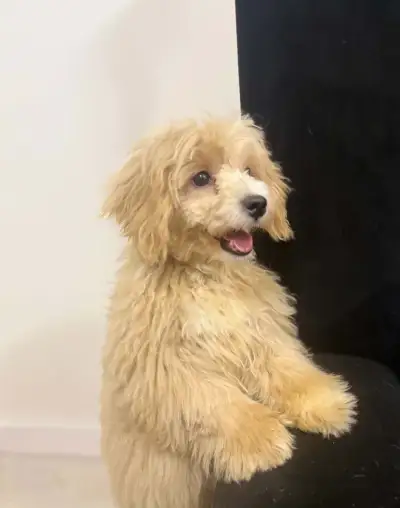 4,5měsíční štěně maltipoo