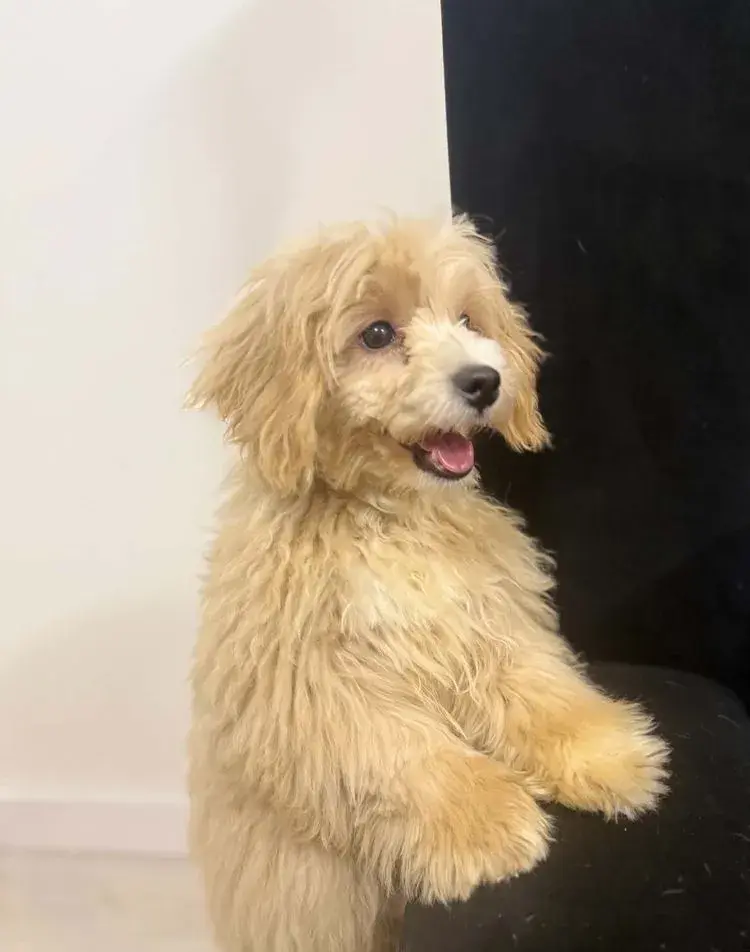 4,5měsíční štěně maltipoo