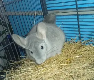 Činčily