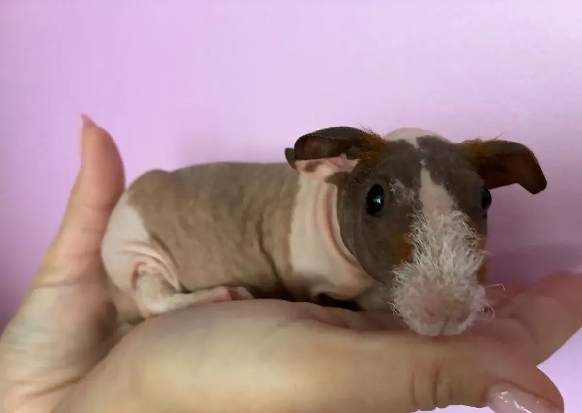 Skinny morče