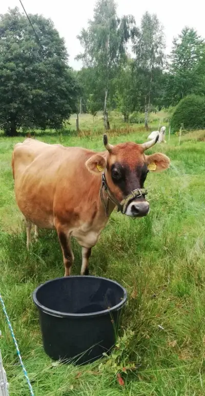Jersey kráva