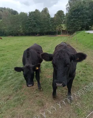 Aberden Angus jalovičky
