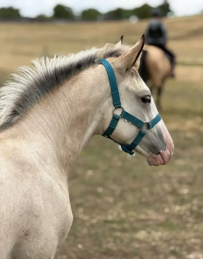 Quarter Horse – fotka z inzerátu