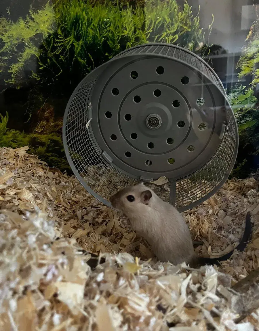 Pískomil