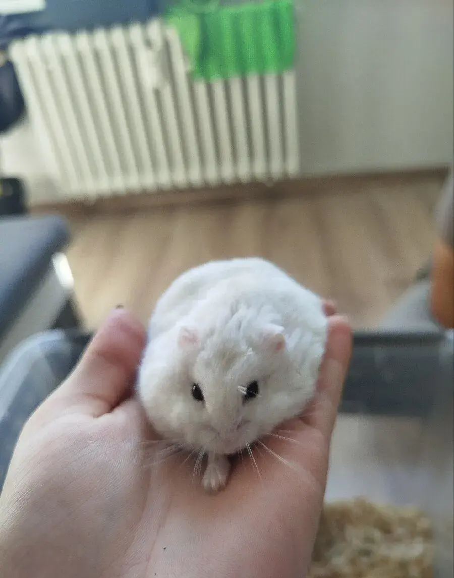 Křeček syrský/džungarský