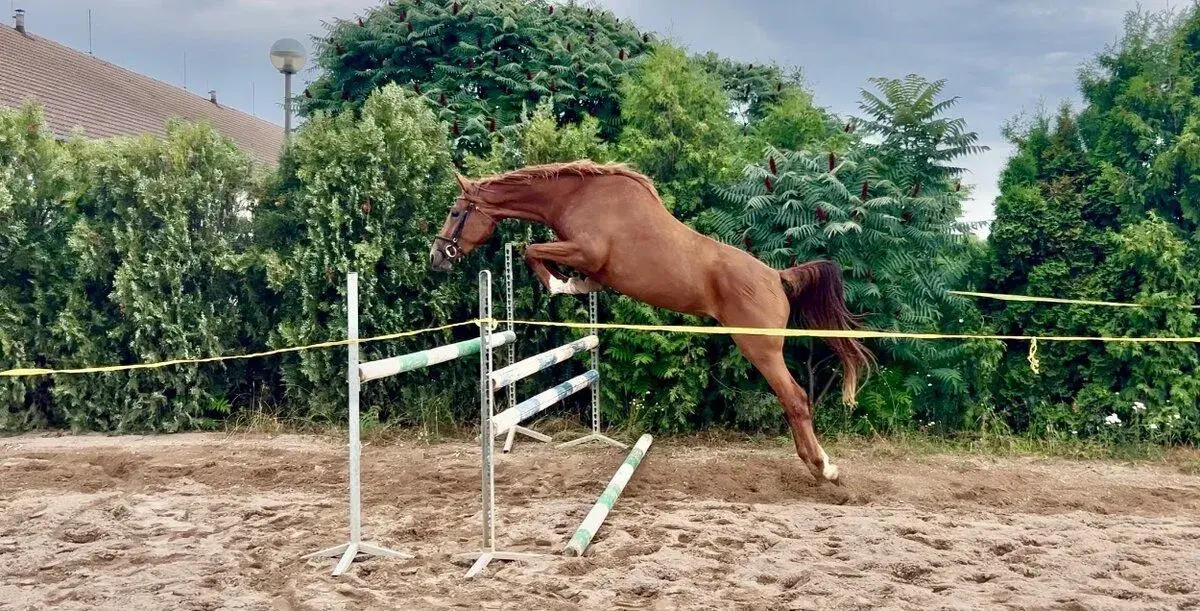 Nádherná klisna do sportu