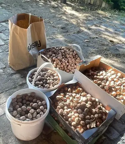 Vlašské ořechy - 70kc/kg