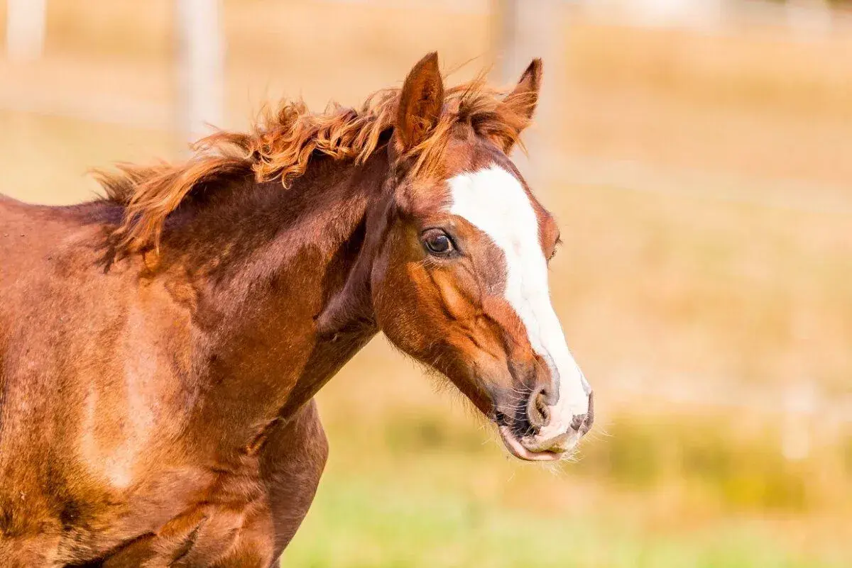 Welsh pony of cob type - hřebeček