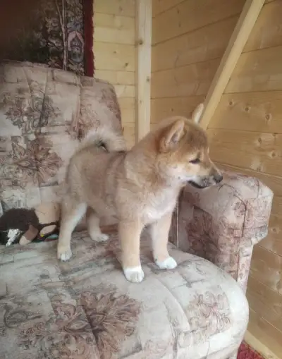 Shiba inu s PP