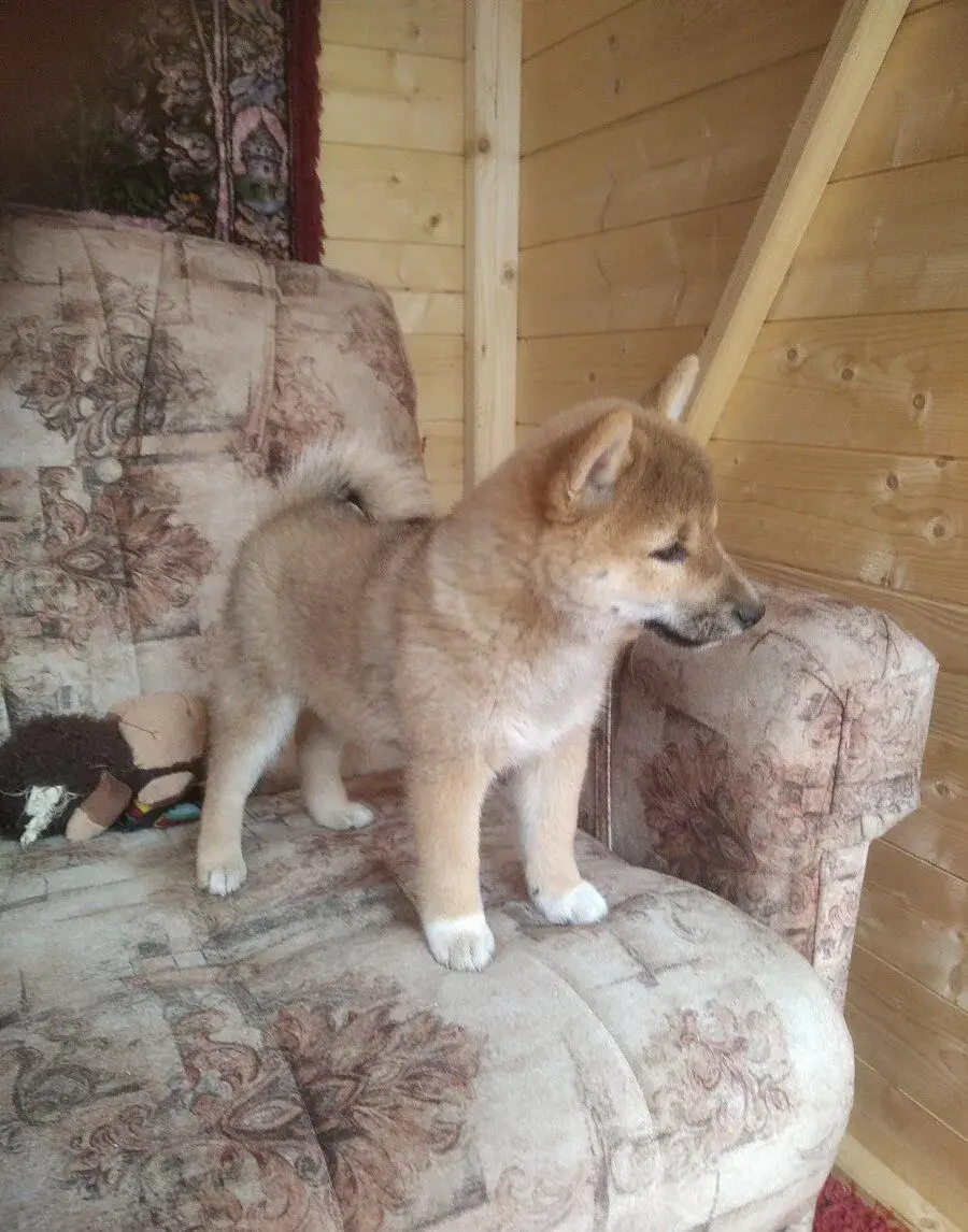 Shiba inu s PP