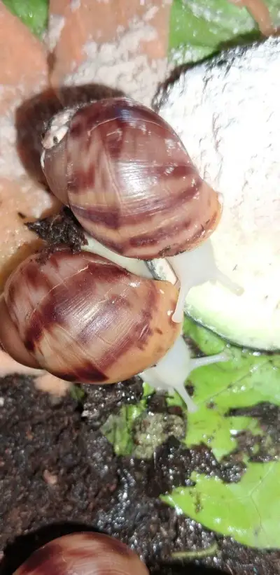 Archachatina marginata ovum Nigeria albino body F2