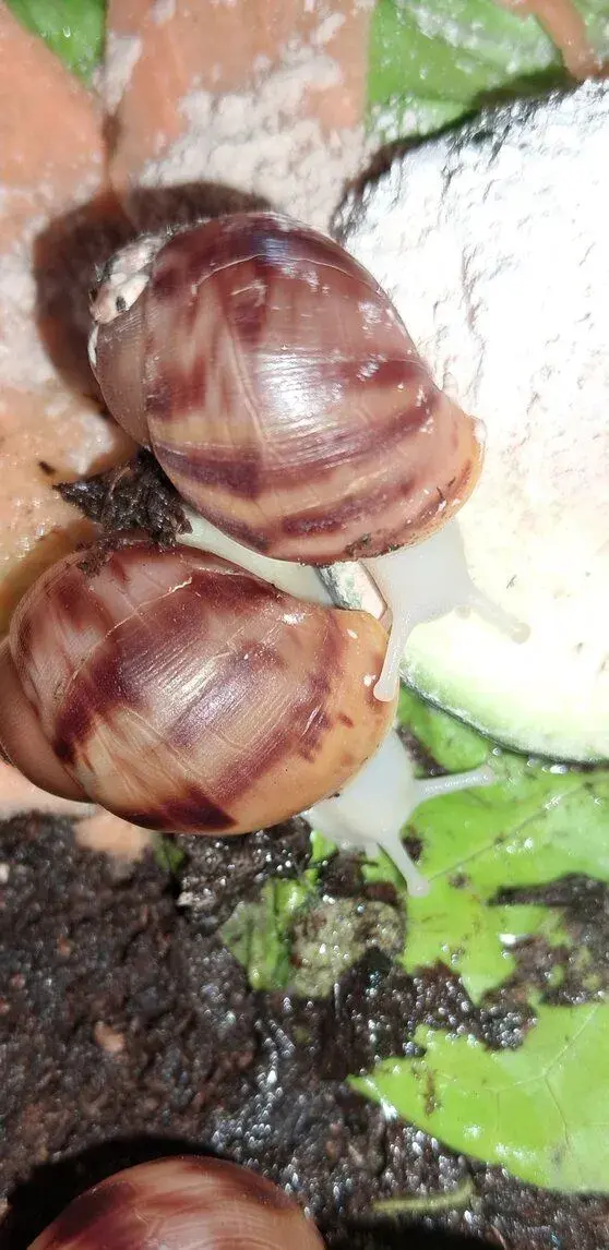 Archachatina marginata ovum Nigeria albino body F2
