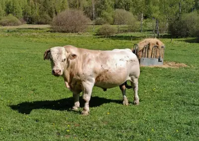Plemenný býk Charolais