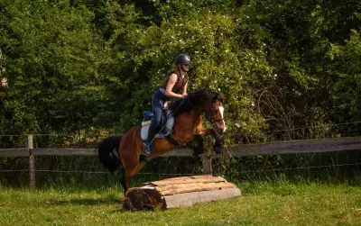 , pronajmu 8 letého pony