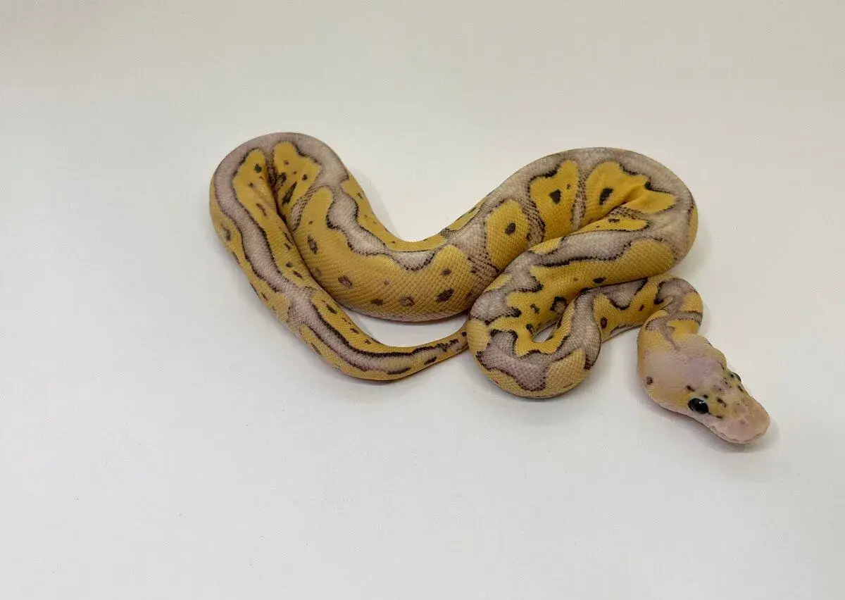 Krajta královská (Python regius) -sleva při odběru více kusů