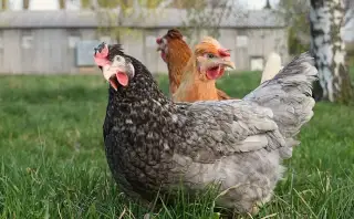 Prodej slepiček v Děčíně a okolí