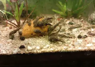 Ancistrus sp.