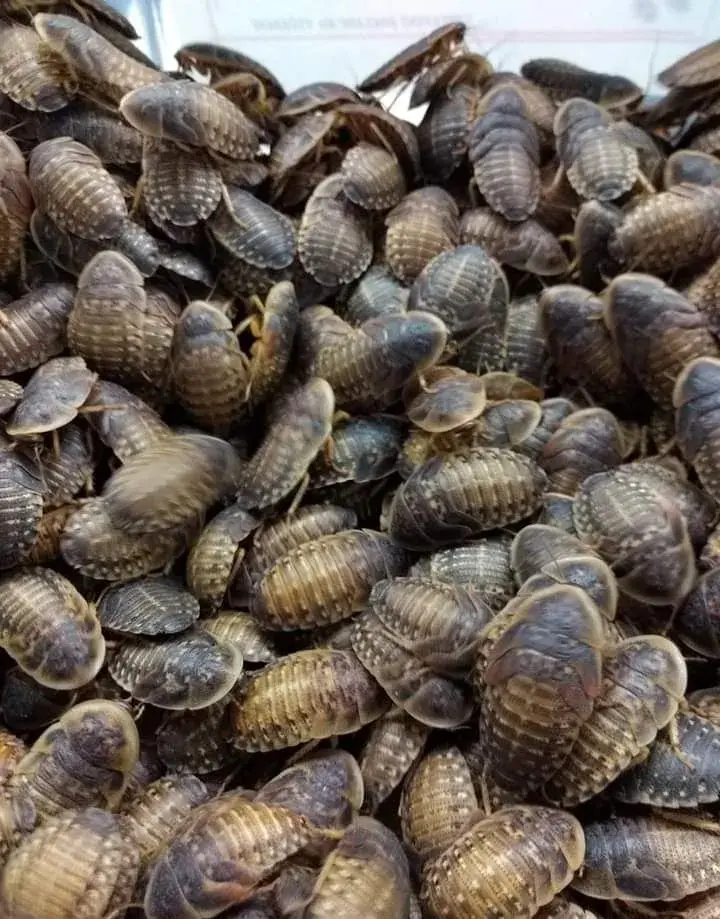 10 litrů blabtica dubia