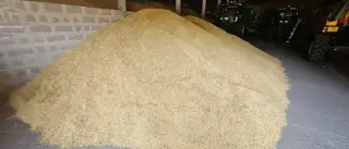 Oves pluchatý