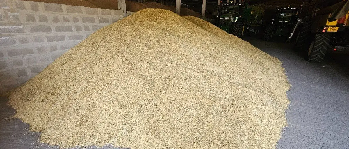 Oves pluchatý