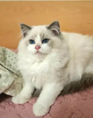 RAGDOLL s PP