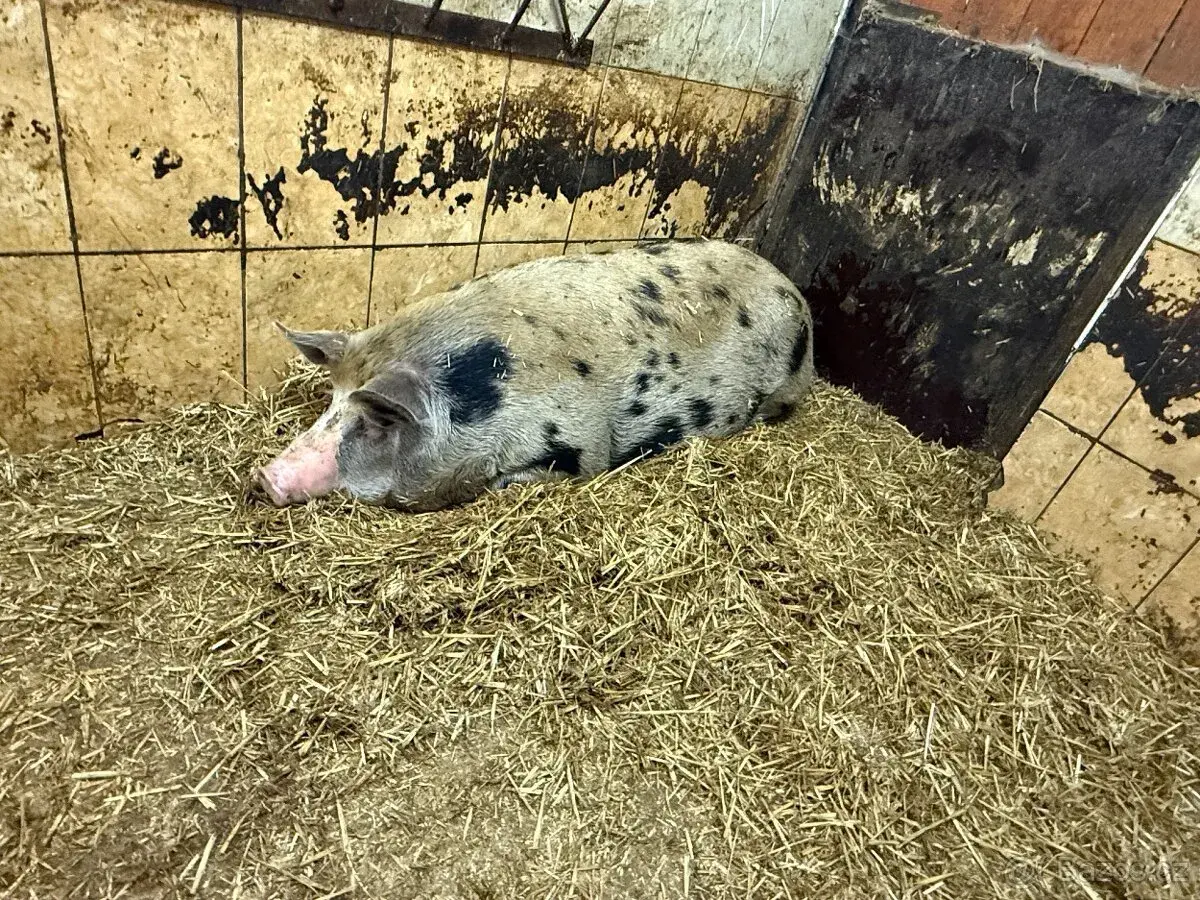 Prasata přeštické 80-120 kg