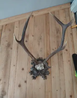 Nádherné paroží trofej