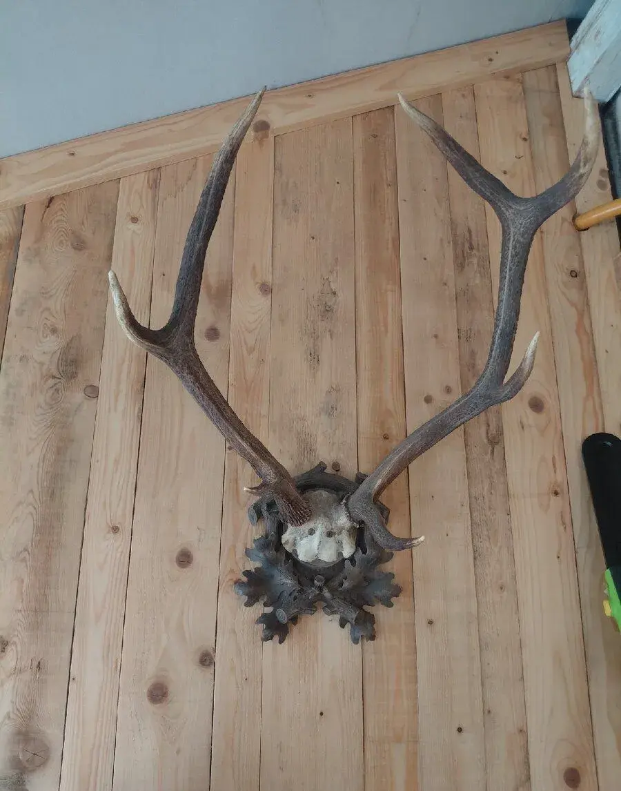 Nádherné paroží trofej