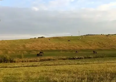 Ustájení