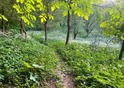 PRODEJ POZEMKU 3185 m2 KLOBOUKY UBRNA