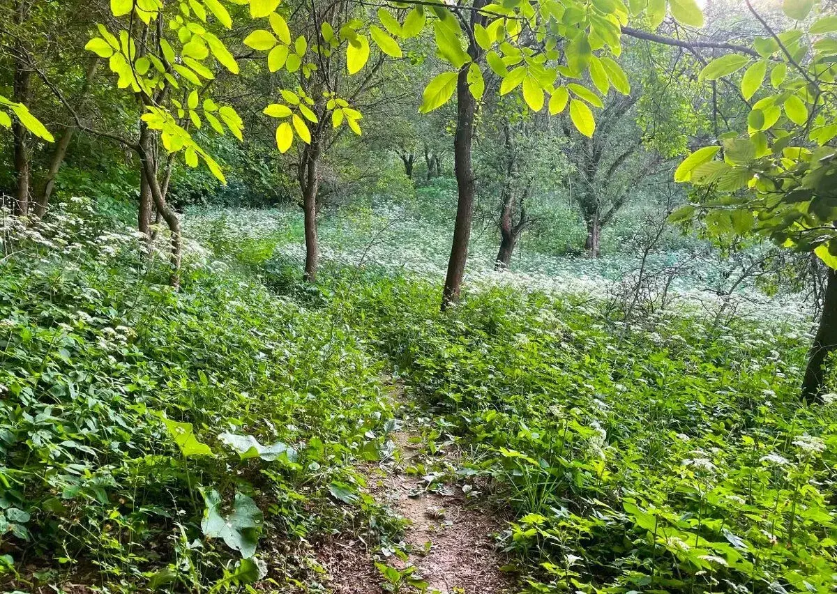 PRODEJ POZEMKU 3185 m2 KLOBOUKY UBRNA