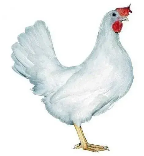 Kuřice na začátku snůšky 24 týdnů