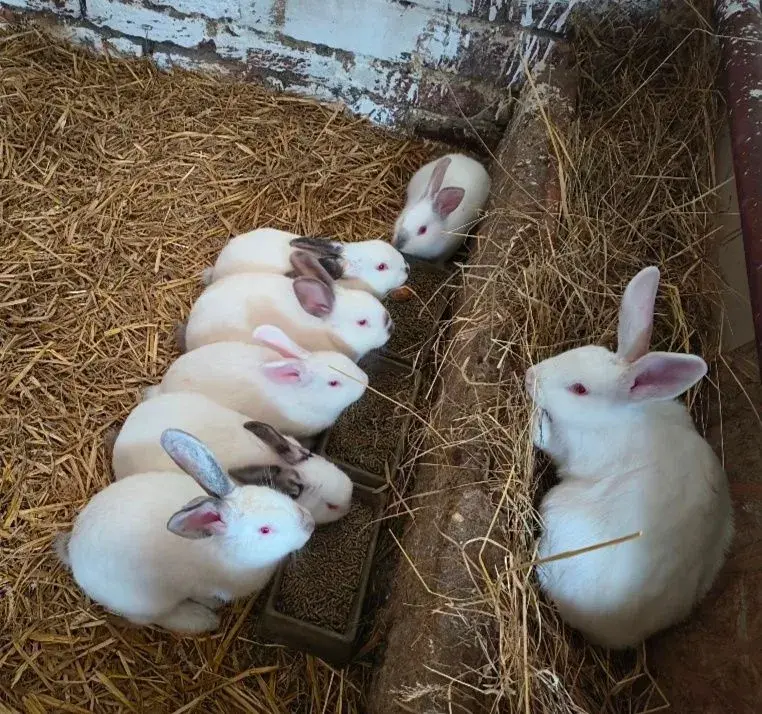 Králík/králíci