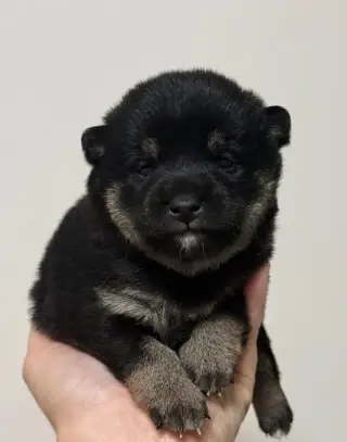 Shiba s PP