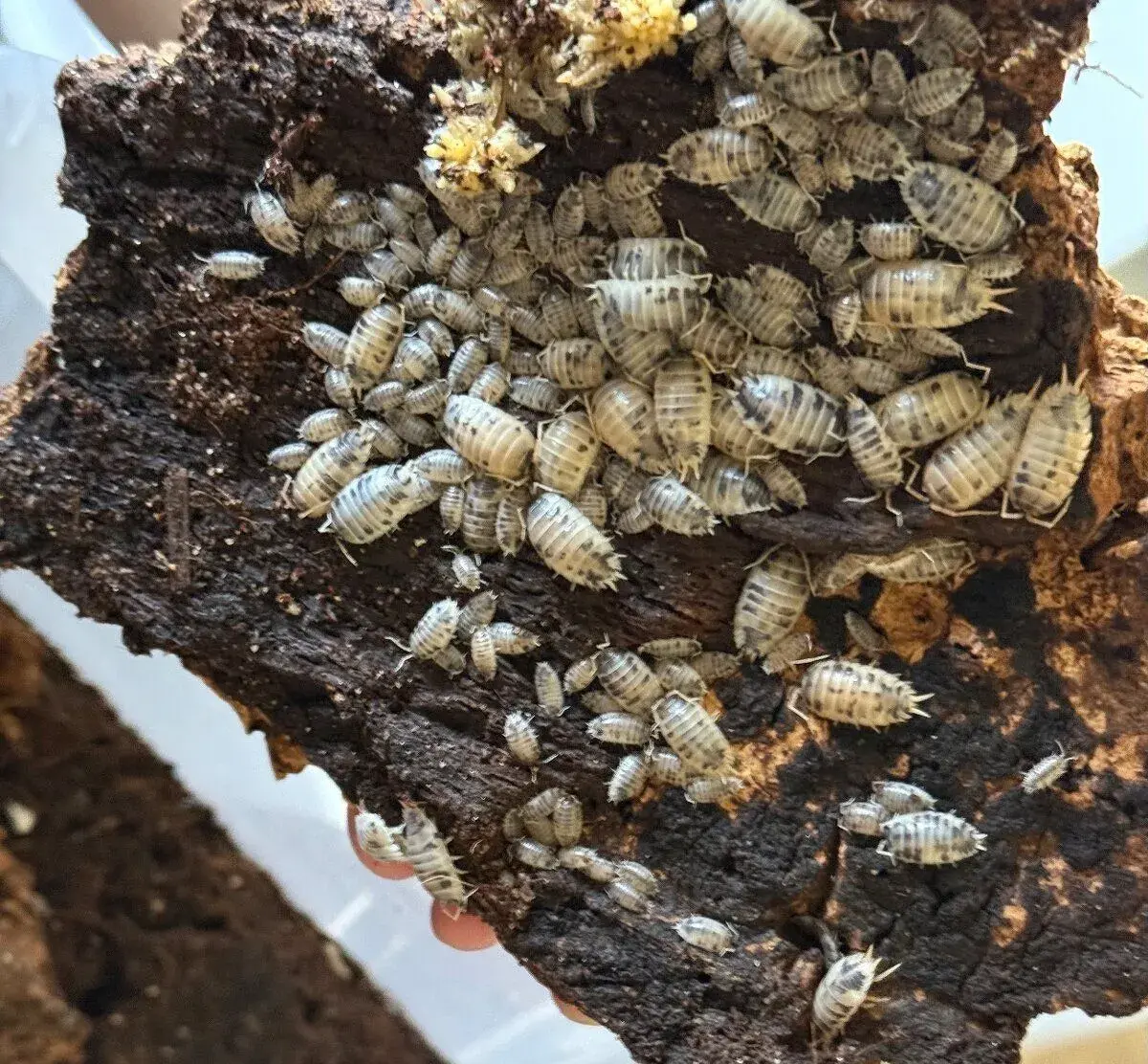 Porcellio laevis - Dairy cow