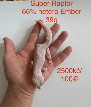 Gekončík noční - Živá exotika -10%