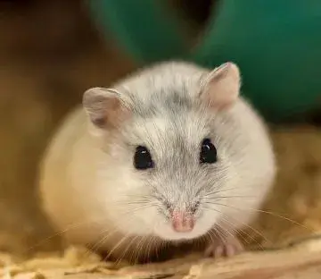Křečík džungarský