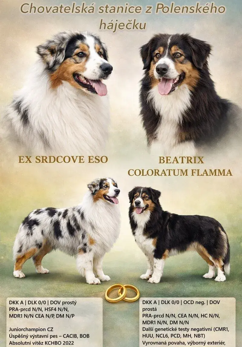 AUSTRALSKÝ OVČÁK S PP , Štěňátka FCI