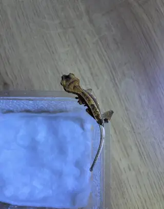 Pagekon řasnatý - Correlophus Ciliatus