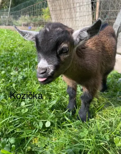 Holandská zakrslá koza X kamerunská
