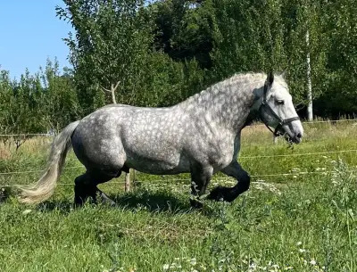 Percheron