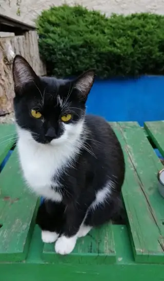 Daruji roční kastrovanou kočičku