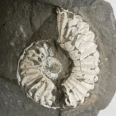 Amonit Pleuroceras spinatum