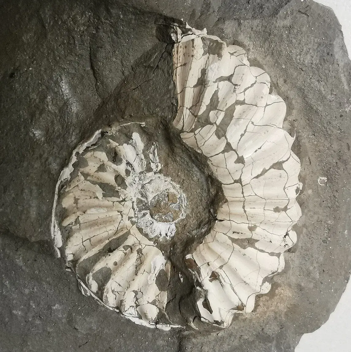 Amonit Pleuroceras spinatum