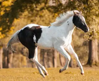Kvalitní Paint Horse DOUBLE homozygot