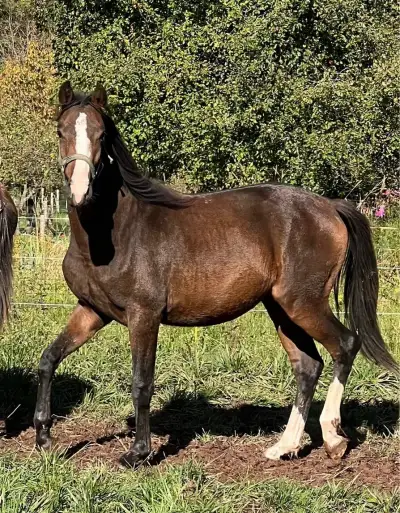 Welsh part bred hřebeček 1,5 roku